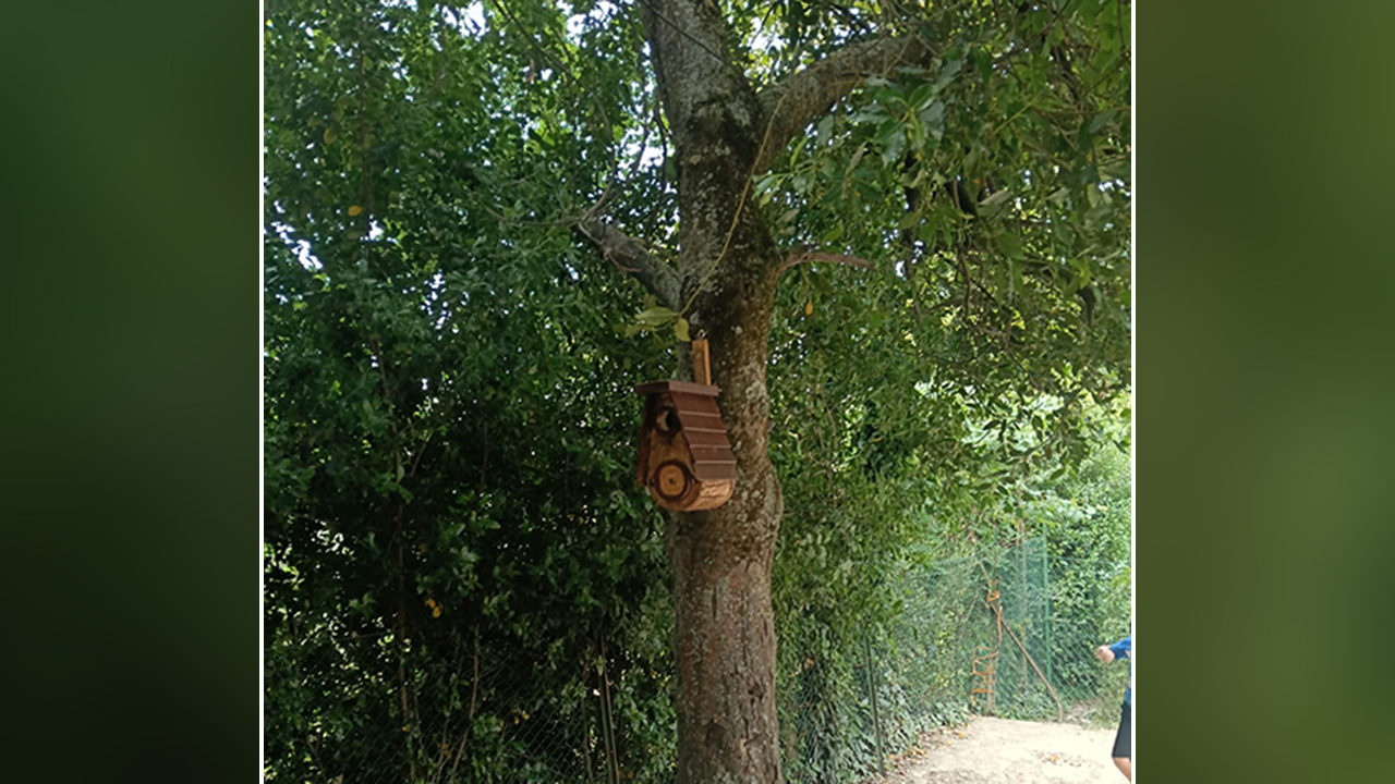 nido artificiale su albero