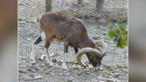 muflone