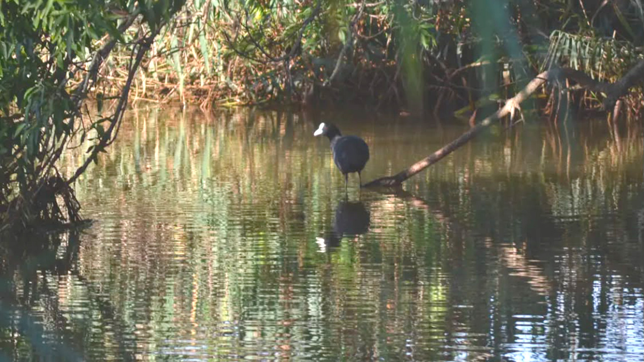 uccello in lago