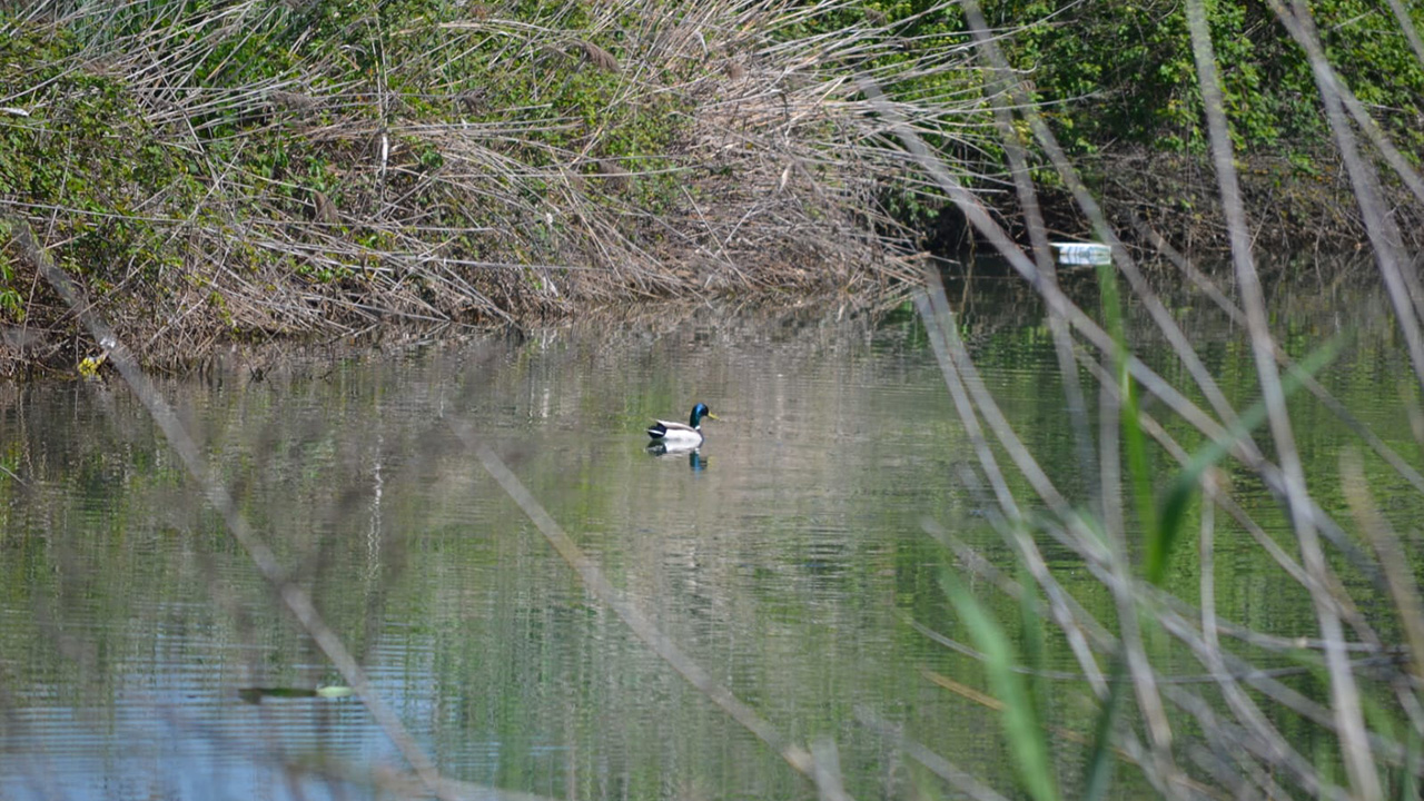 uccello in lago