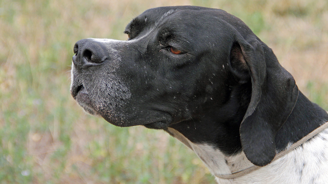 Pointer