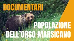 IL PRIMO DOCUMENTARIO SULLA BIODIVERSITÀ DELLA SERIE DIGITAP È SULL’ORSO MARSICANO ORSO MARSICANO