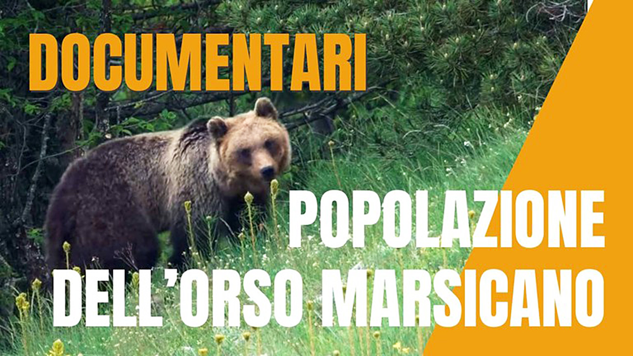ORSO MARSICANO