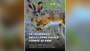 lepre italica