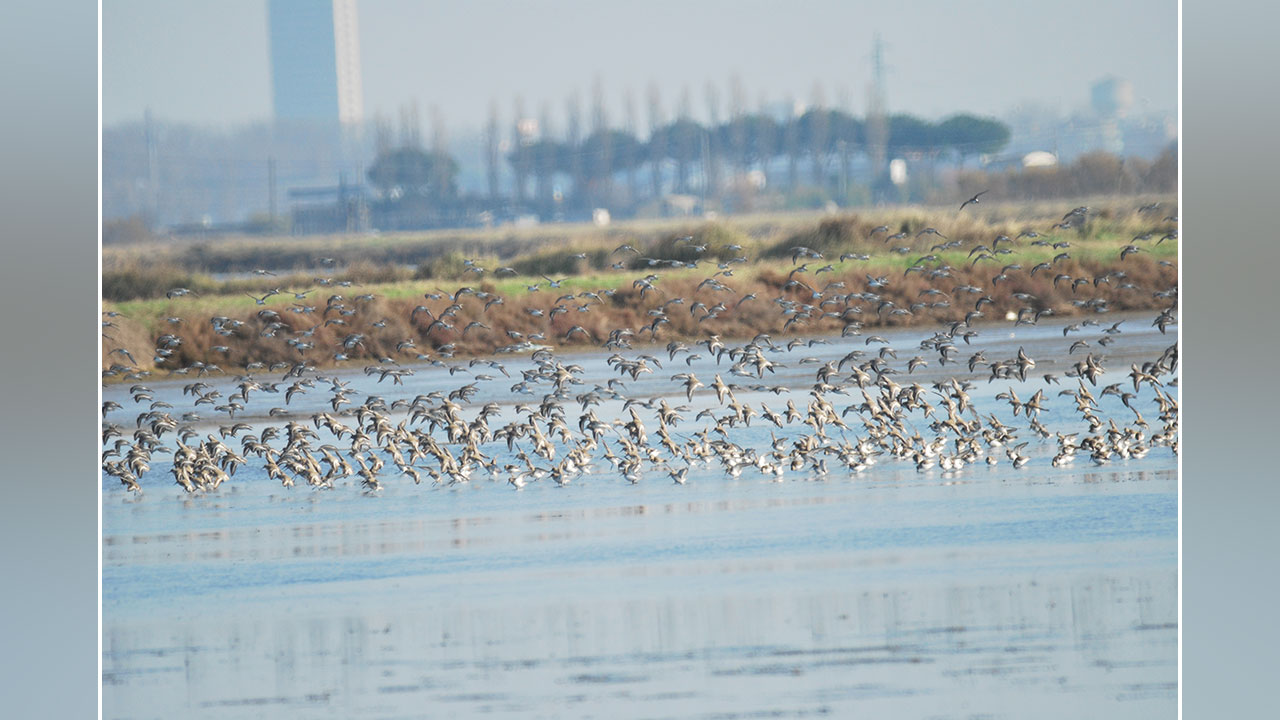 La caccia in salina