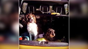 Riforma Codice della Strada Cani